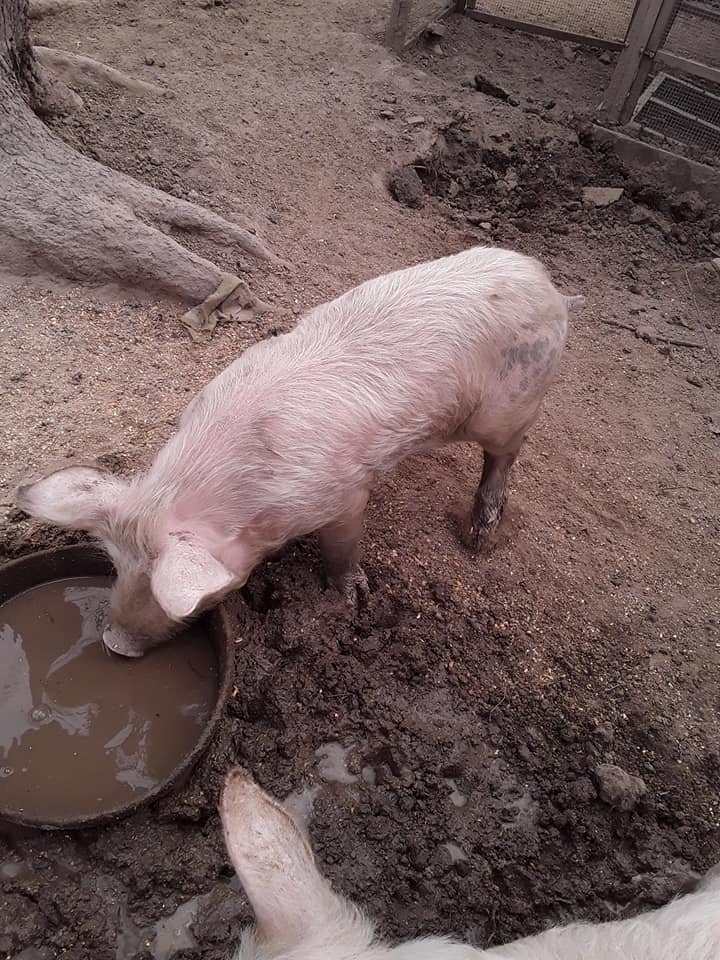 Sally drinking from her trough