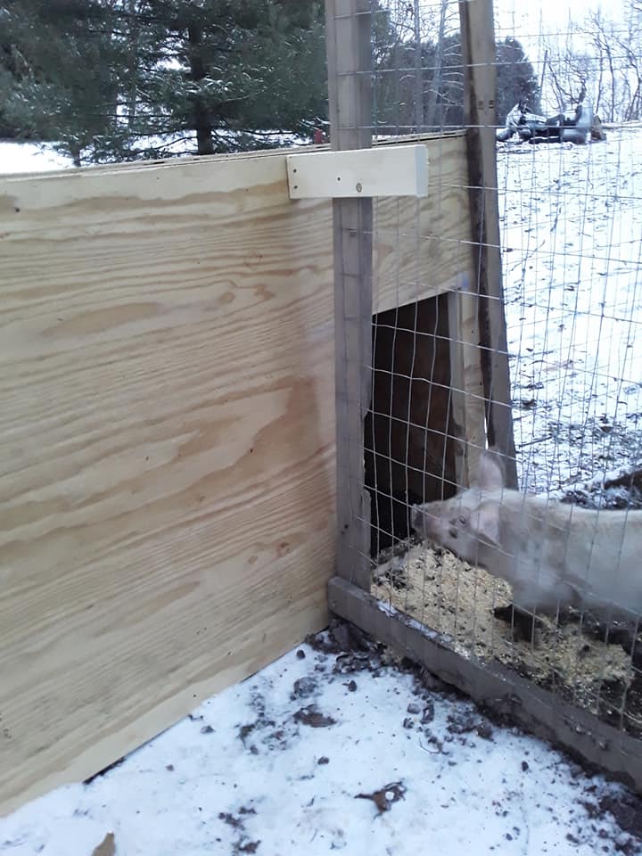 Sally peeking out of her house in the snow