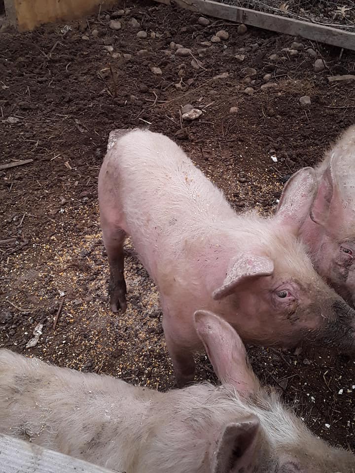 Sally standing in the pen with others