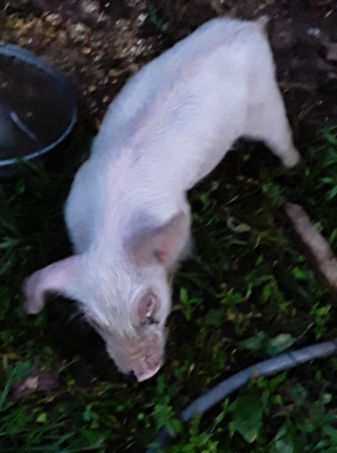 Miss Sally Pig
