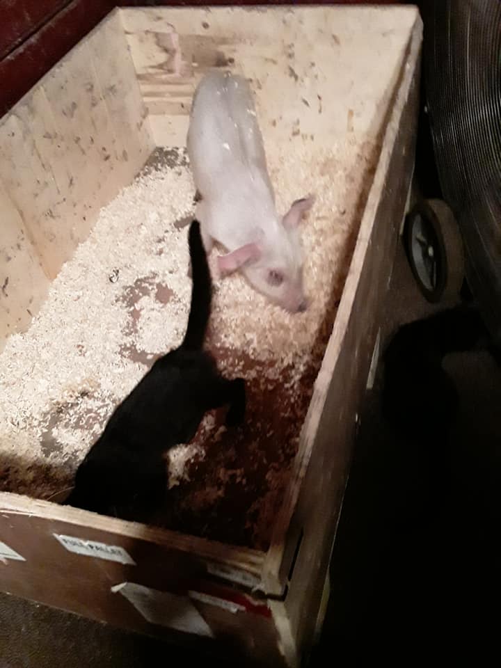 Sally and black kitten inside the box