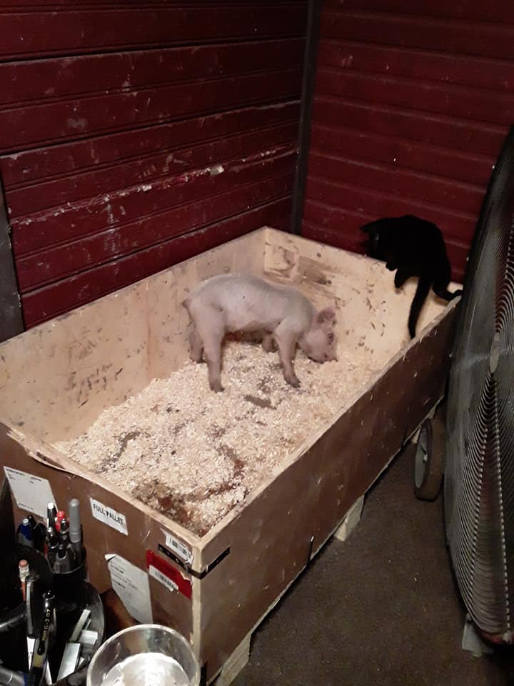 Sally standing with kitten climbing out of the box