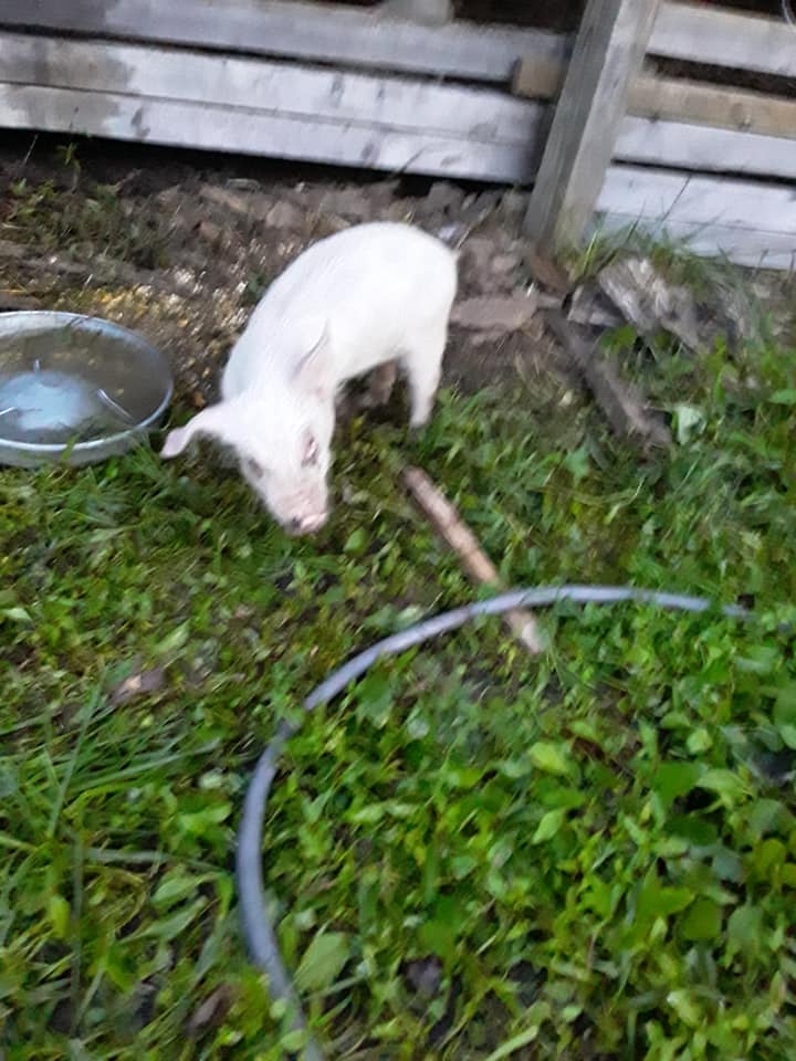 Sally starting to drink water