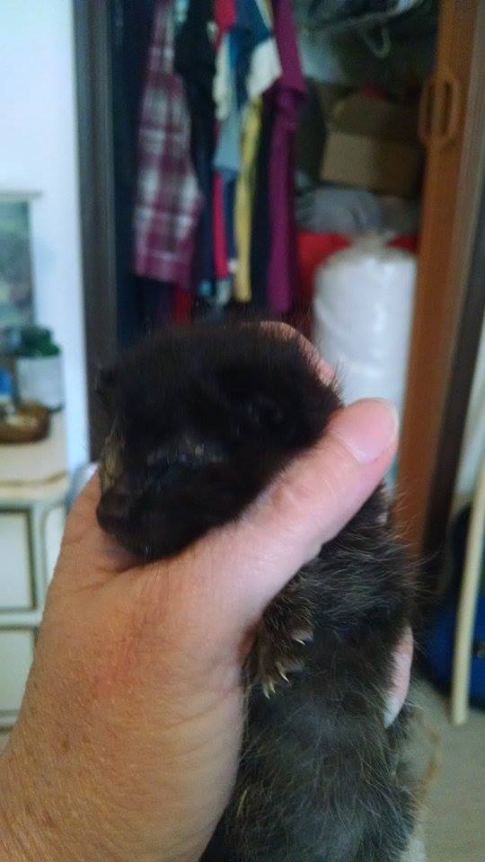 Little Seester’s other eye