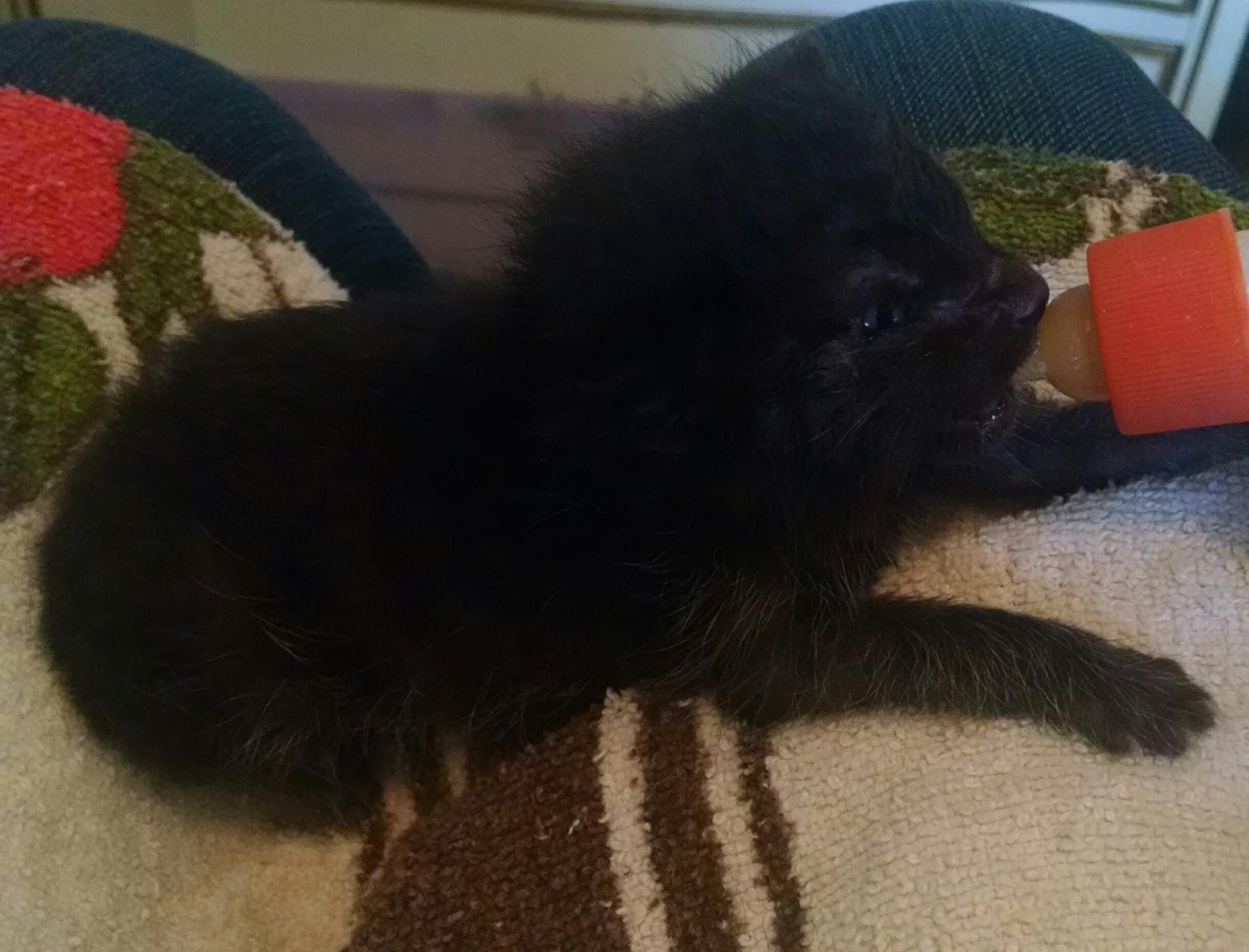 Big Seester being bottle fed
