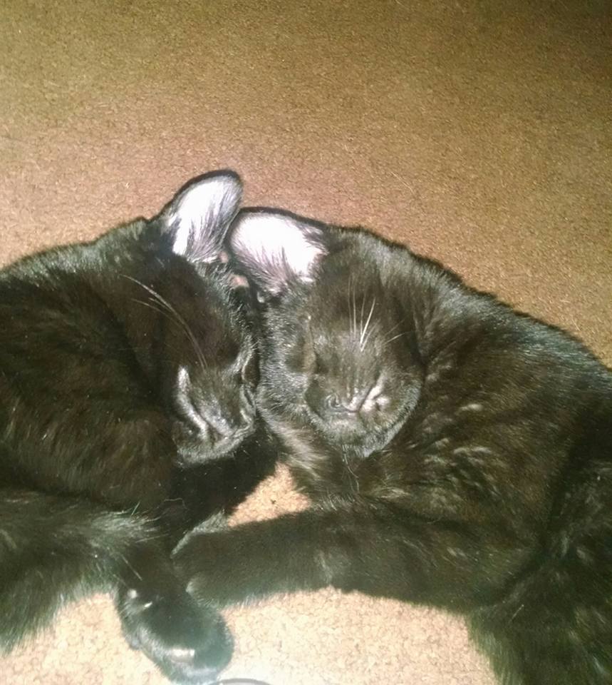 Seesters head to head heart to heart