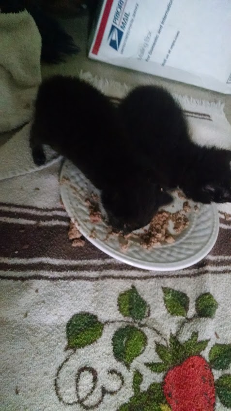 Seesters Learning to Eat