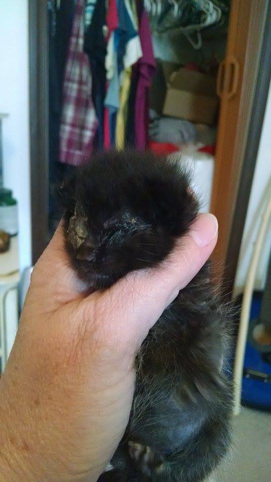 Little Seester where you can see both eyes