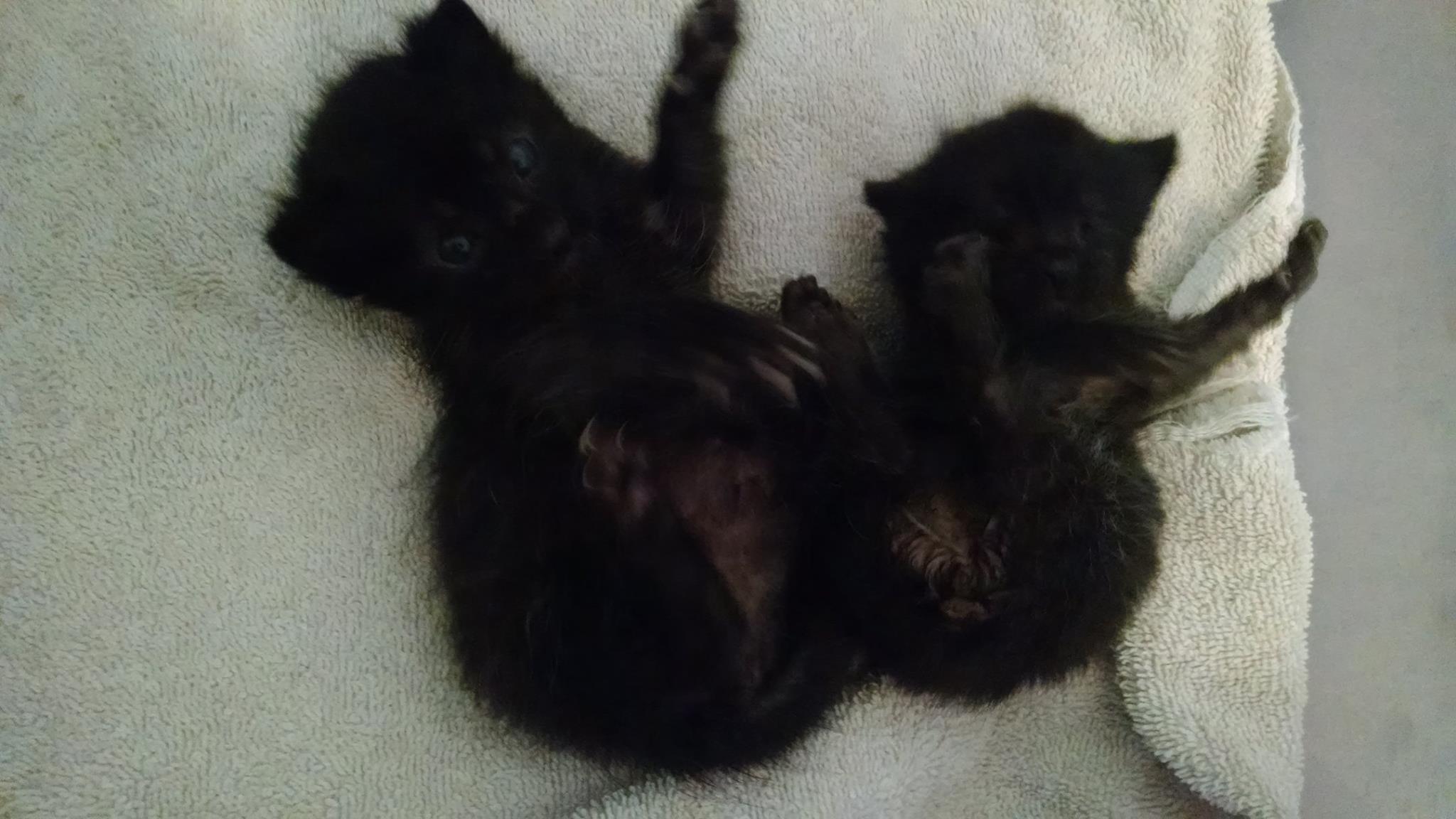 Newborn kittens cuddled up in a towel
