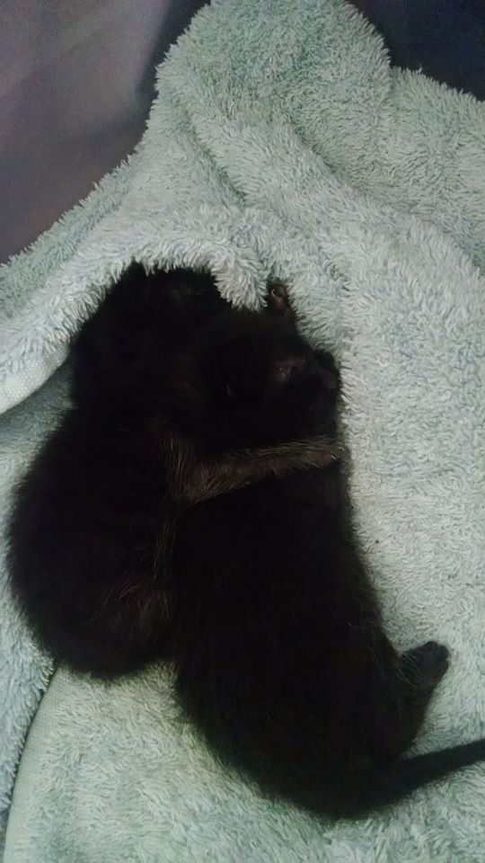 Tiny Seester curled up warm