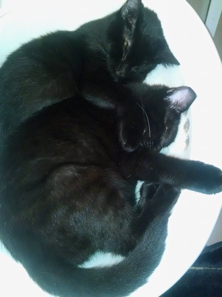 Seesters Sleeping in the sink