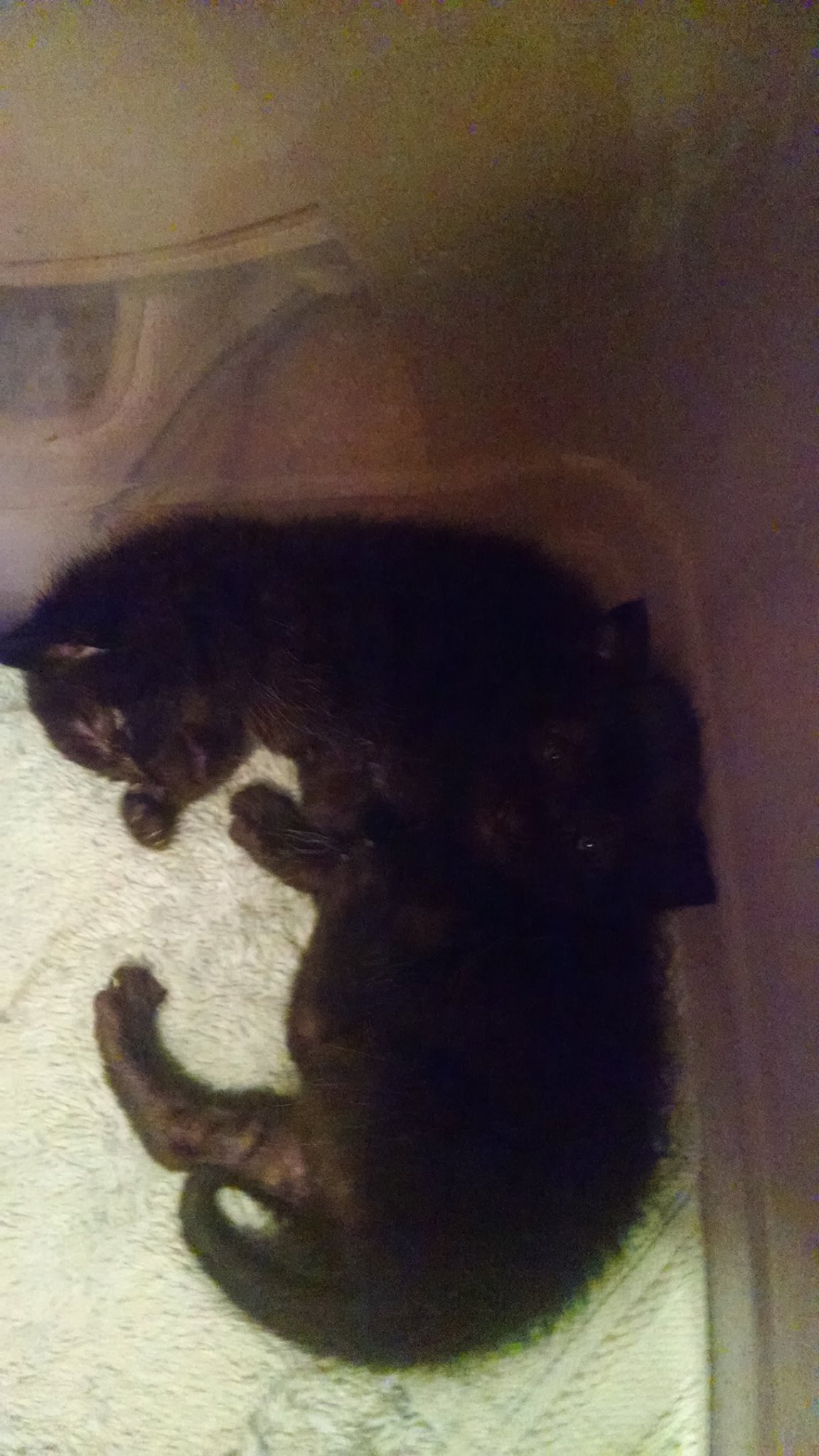 The Seesters Sleeping