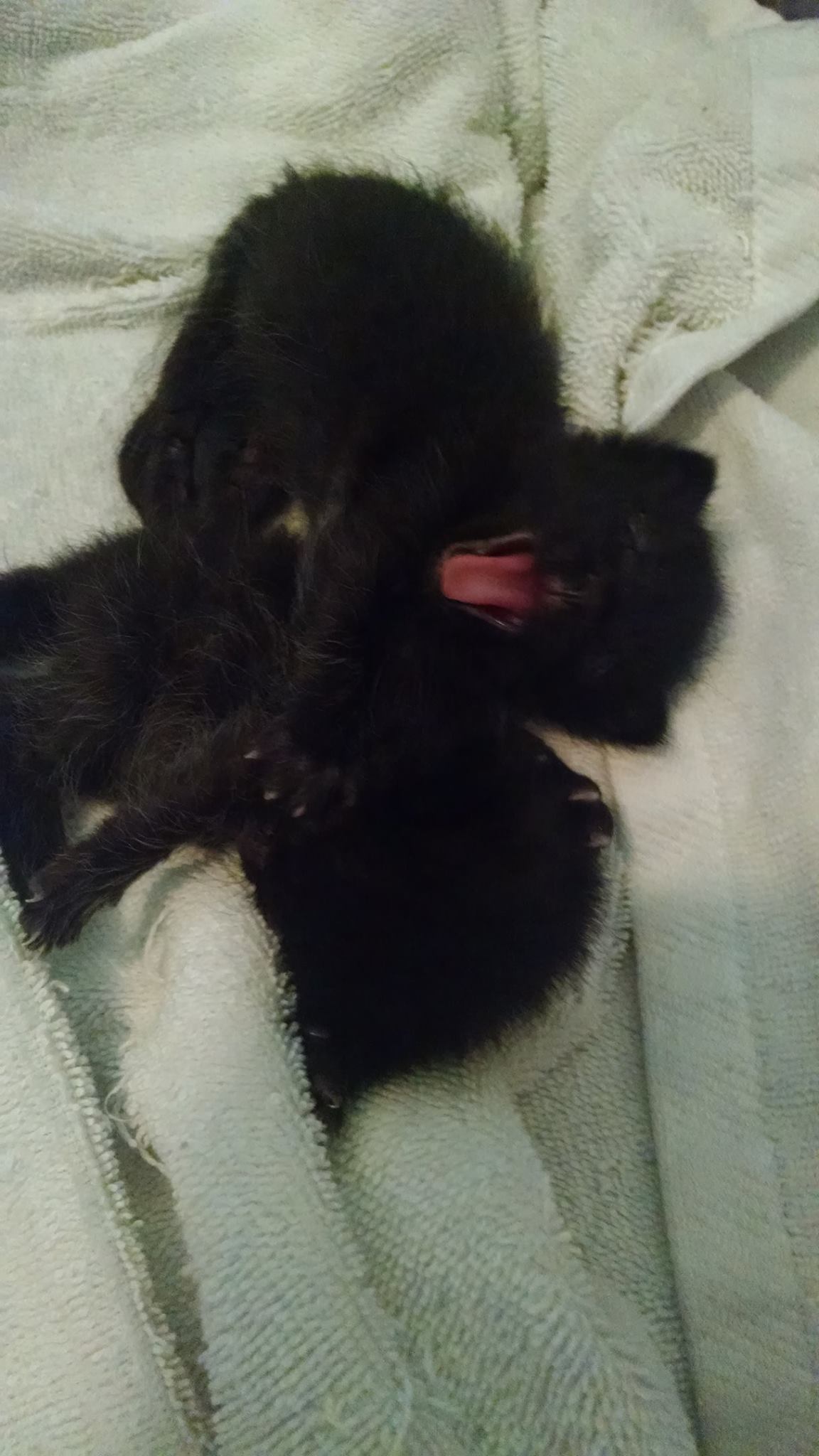 Tired Kittens