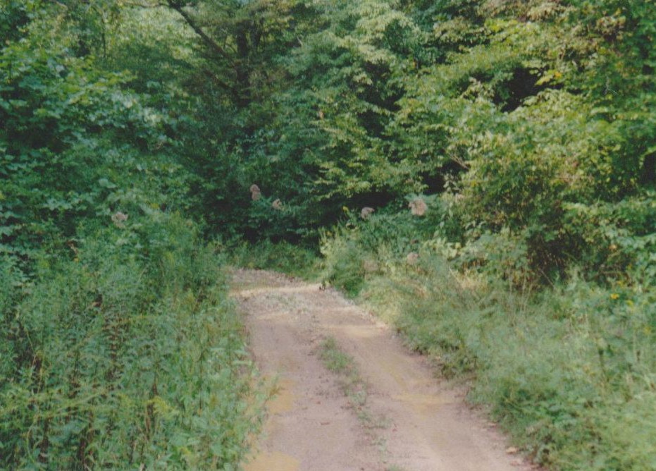 Road to Spaus Creek Cemetery