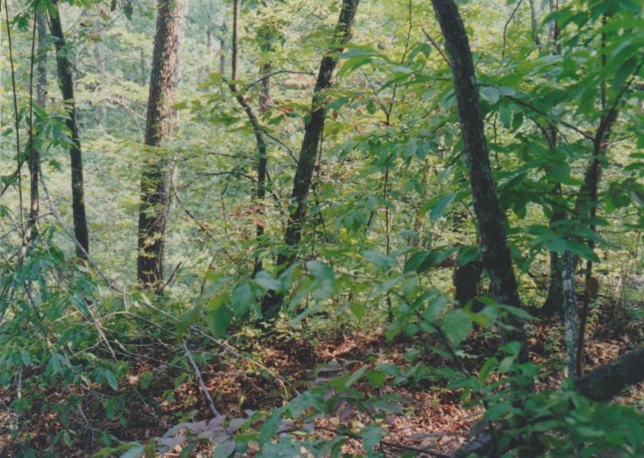 looking out from the Top of Spaus Creek