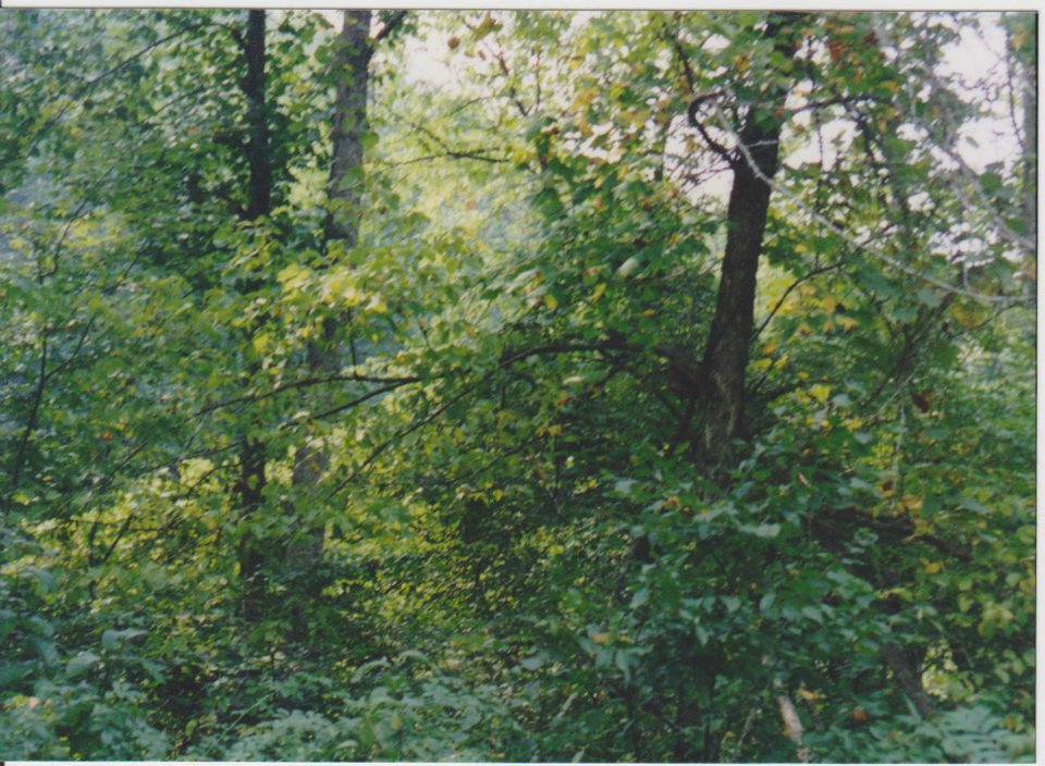View of where the Pitts Store once stood