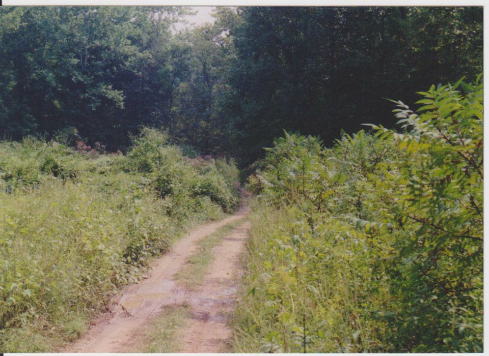 Road leading up to Spaus Creek
